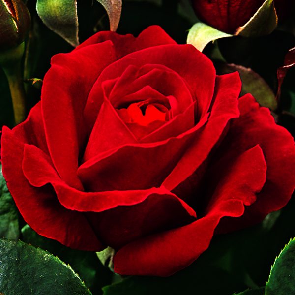 Ruža kríková veľkokvetá ´Dame de Coeur´, kont. 3L image