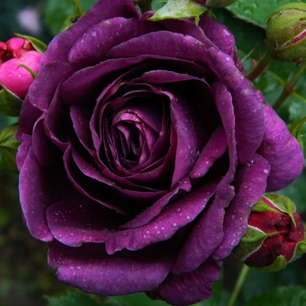 Ruža mnohokvetá ´Minerva´ 70cm kmienok, kont. 7,5L image