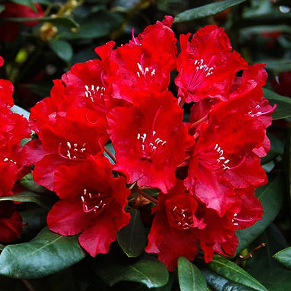 Rododendron ´Scarlet Wonder´ 15-20cm, kont. 1L image