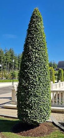 Hrab obyčajný ´FASTIGIATA´  180+cm image