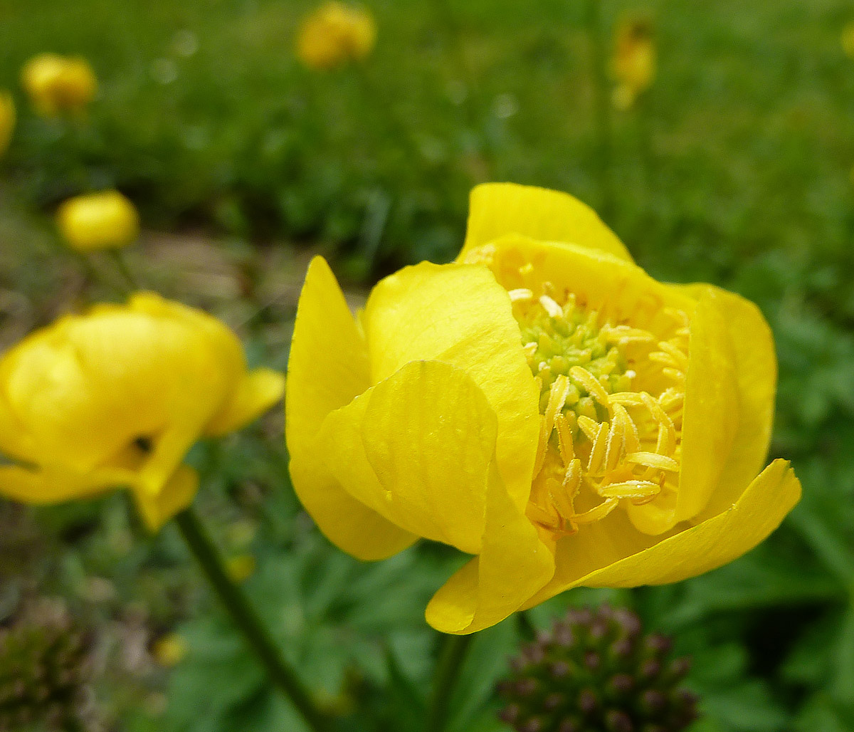 Trollius europaeus l