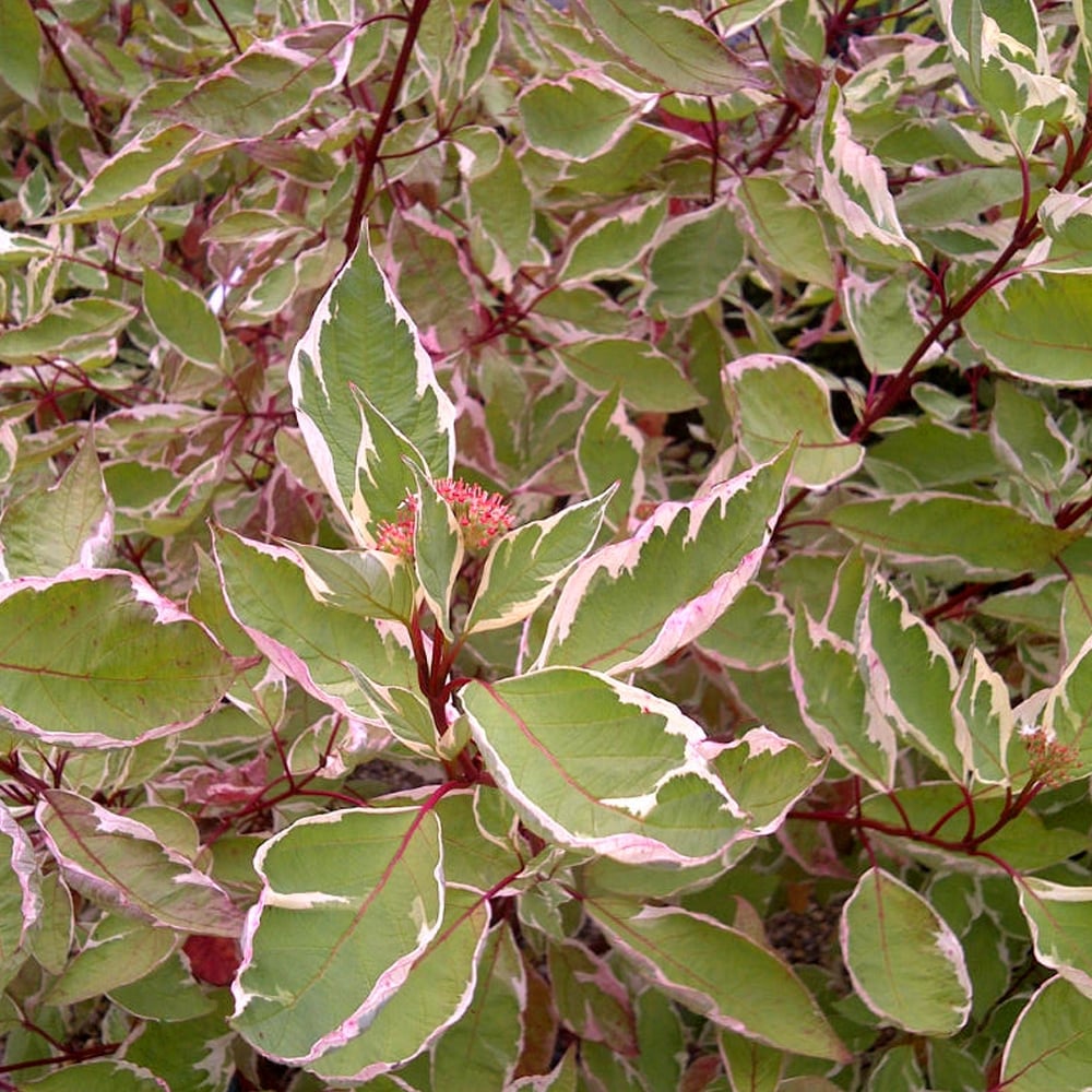 Дерен вариегата описание и фото. Дерен Элегантиссима. Дерен белый Cornus Alba elegantissima. Дерен Сибирика Вариегата. Дерен белый 'elegantissima'.