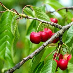 Ako sadiť ovocné stromy