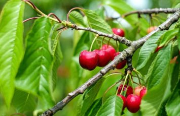 Ako sadiť ovocné stromy
