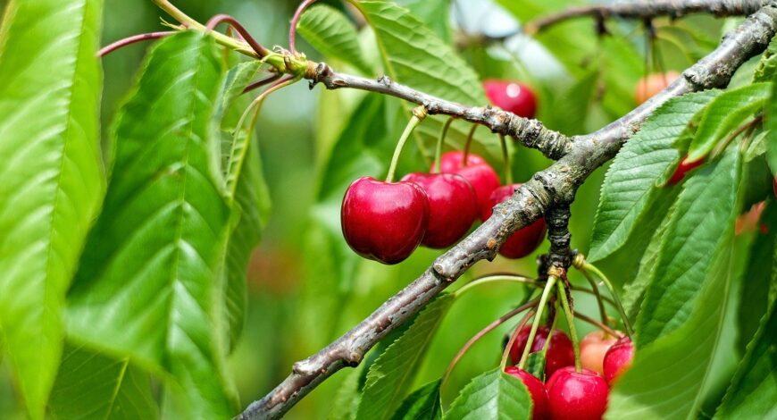 Ako sadiť ovocné stromy