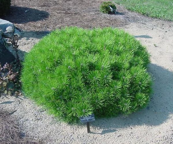 Borovica hustokvetá ´LOW GLOW´ 30-35 cm, kont. 3 L. image
