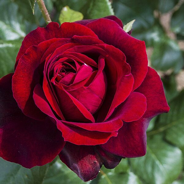 Ruža kríková veľkokvetá ´CYGNE NOIR´, kont. 3L image