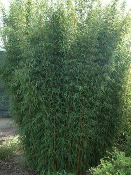 Bambus - Fargesia Jiuzhaigou 'DEEP PURPLE' 30-40 cm, kont. 2,5 L. image