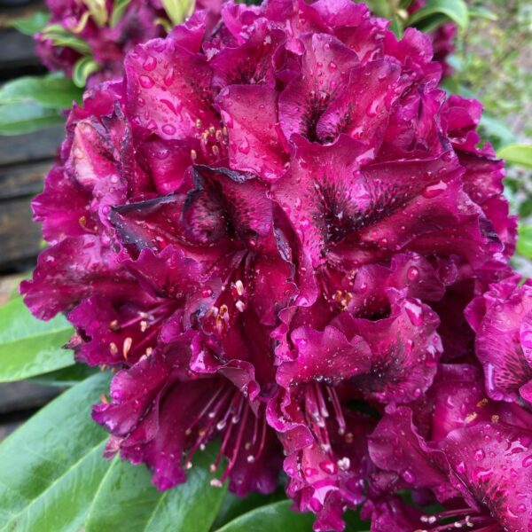 Rododendron ´MIDNIGHT BEAUTY´ 40-50 cm, kont. 6,5L. image