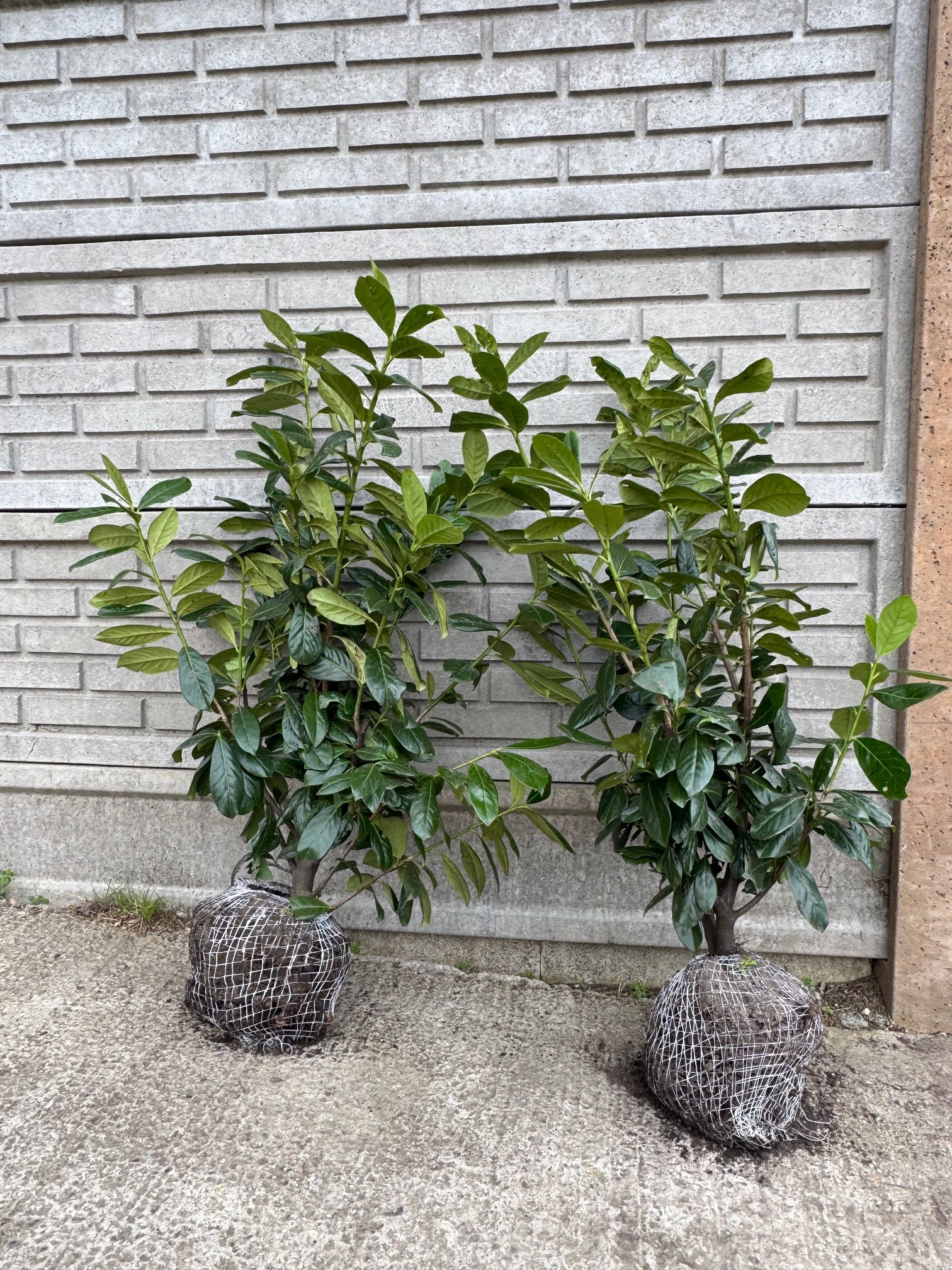 Vavrínovec lekársky ´Novita´ 80-100cm, zemný bal image