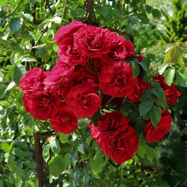 Ruža popínavá 'PAUL´S SCARLET CLIMBER', kont. 2,5L image