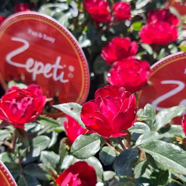 Ruža mini 'ZEPETI', kont. 2L image