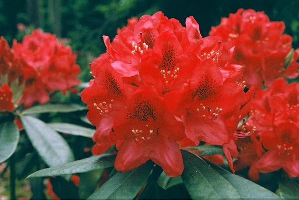 Rododendron 'NOVA ZEMBLA' 30-40cm, kont. 4L image
