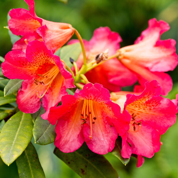 Rododendron 'SCYPHOCALIX' 30-40cm, kont. 5L image