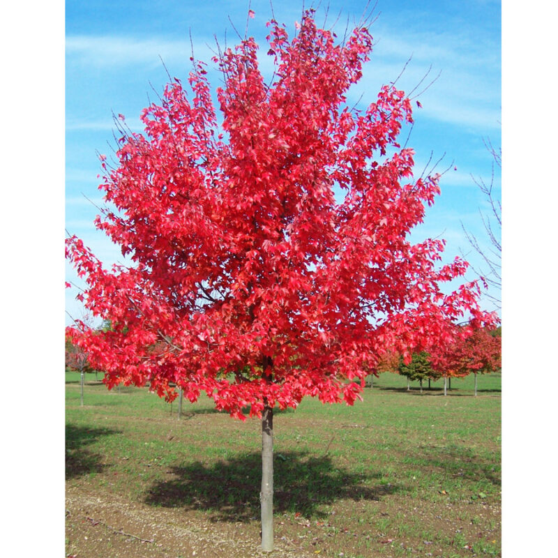 Javor červený 'OCTOBER GLORY' obvod kmeňa 7/8cm, 400-450cm, kont. 18L image