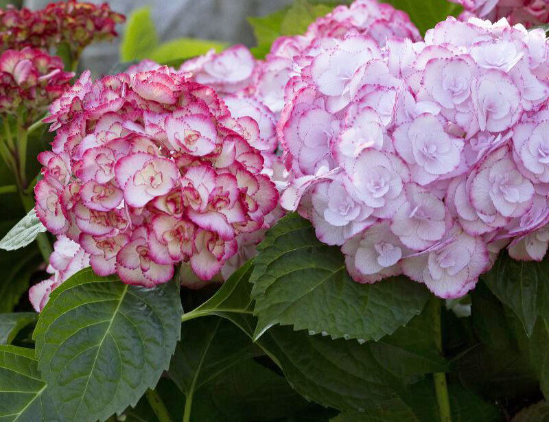 Hortenzia kalinolistá ´Angelika´ 30cm+, kont. 5L image