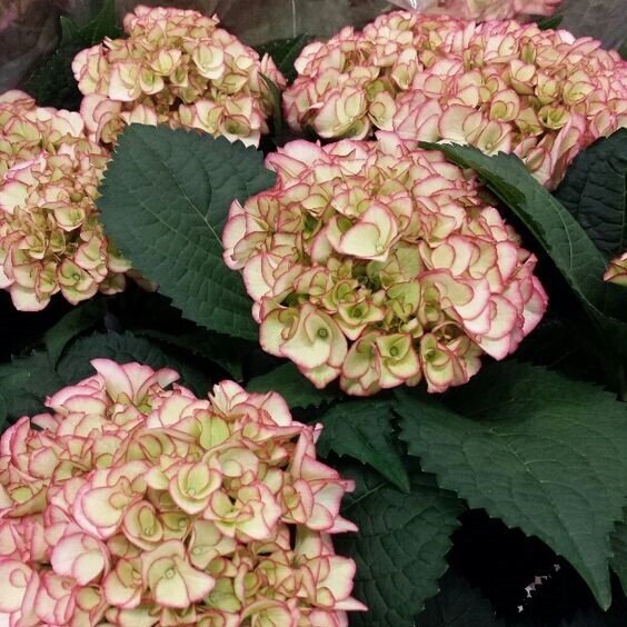 Hortenzia kalinolistá ´Benthe´ 30cm+, kont. 5L image