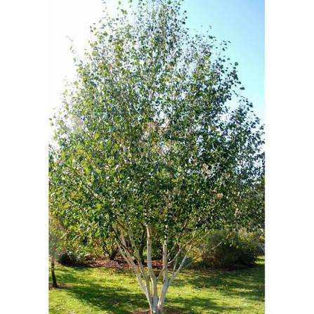 Breza him. Doorenbos VIACKMEŇ 200cm+, kont. 35L image