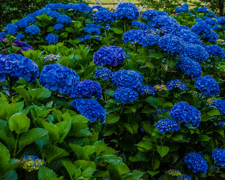 Hortenzia kalinolistá ´Blue Ball´ 30cm+, kont. 5L image