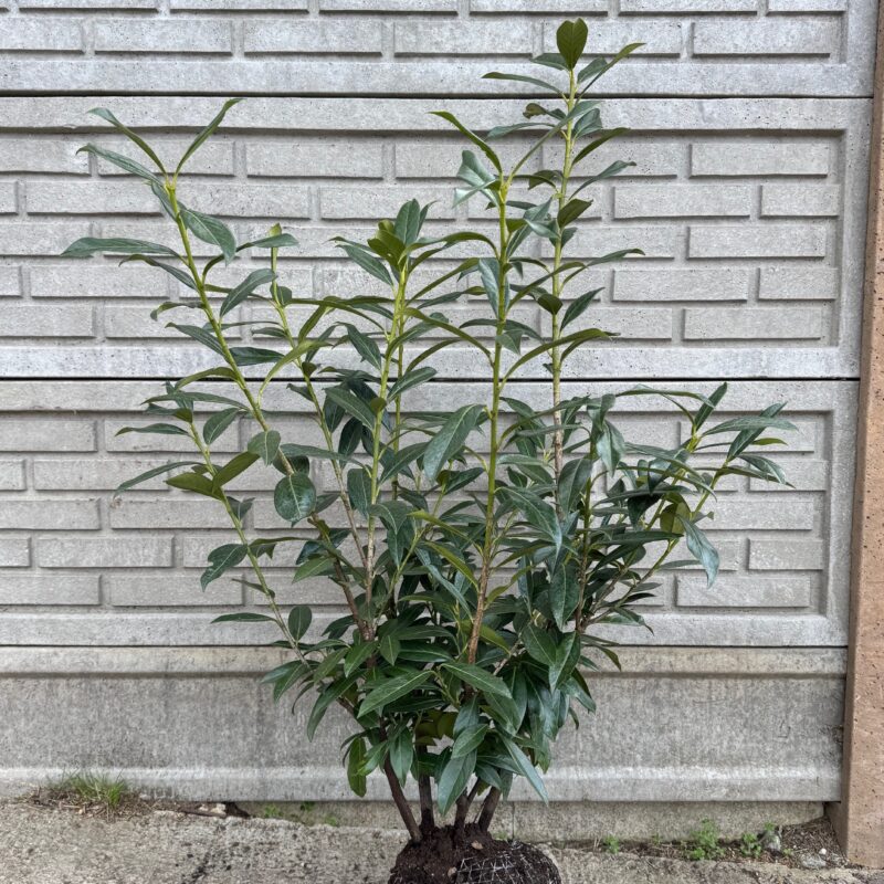 Vavrínovec lekársky 'CAUCASICA' 100-120cm, zemný bal image