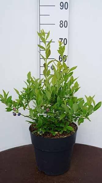 Čučoriedka kanadská ´Emblue´ 40-50 cm, kont. 3L image