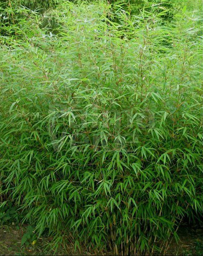 Fargesia mur. 'Rufa' (bambus) 60-80cm, 1,5lit kontajner image