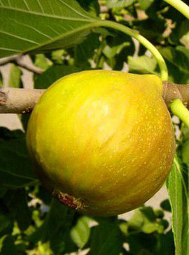 Figovník ´Dottato´ 30-40cm, 2lit. kontajner image