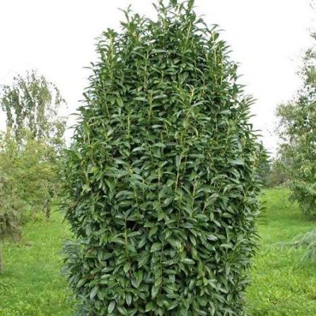 Vavrínovec lekársky 'GENOLIA' 110-120cm, kont. 6,5L image