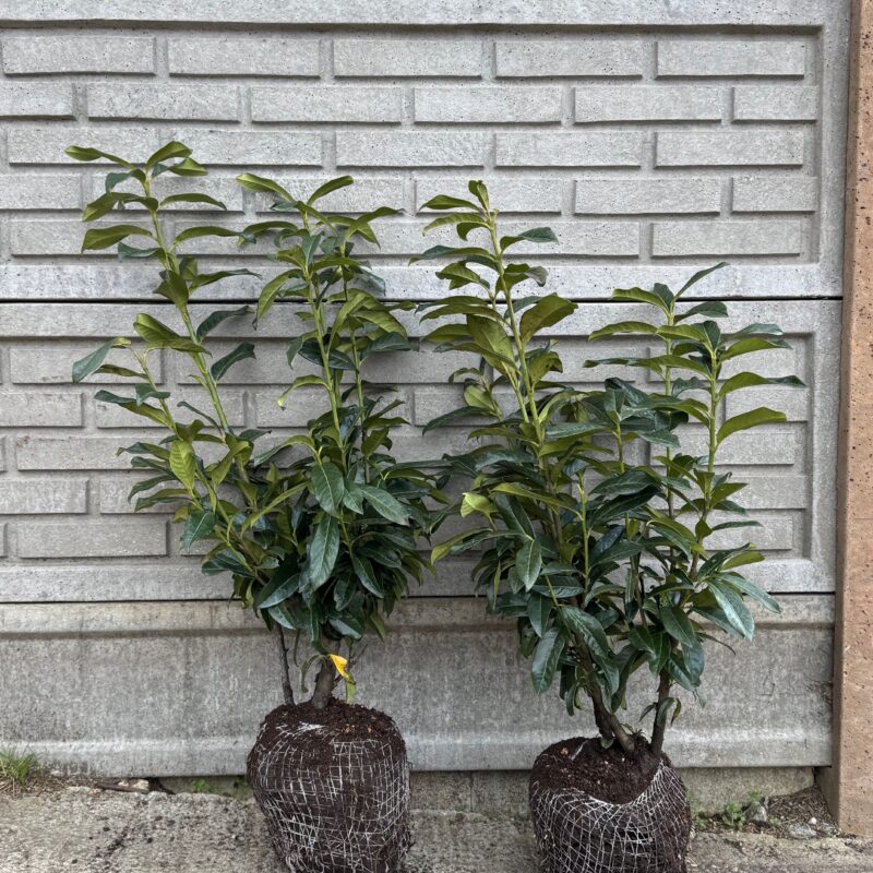 Vavrínovec lekársky 'GENOLIA' 60-90cm, zemný bal image