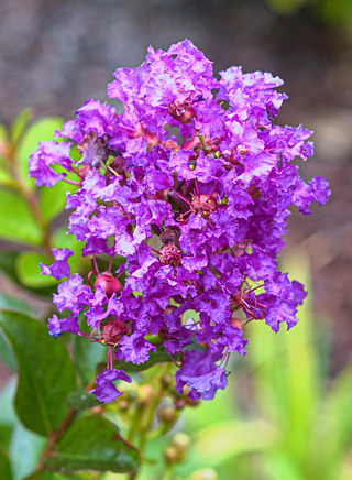 Myrta krepová 'Purple Star' 20-30cm, kont. 5L image