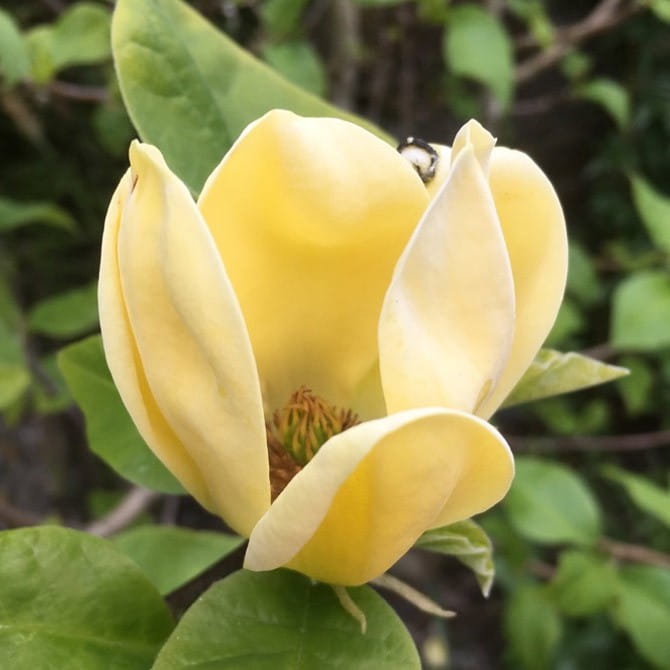 Magnólia ´Daphne´ 30cm+, kont. 5L image