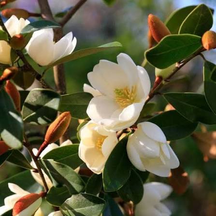Magnólia ´Honey Velvet´ 50-60, kont. 3L image