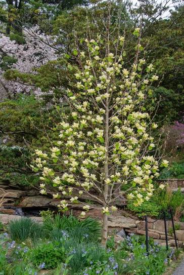 Magnólia ´Lois´ 270cm+, 6/8 obvod kmeňa, zemný bal image