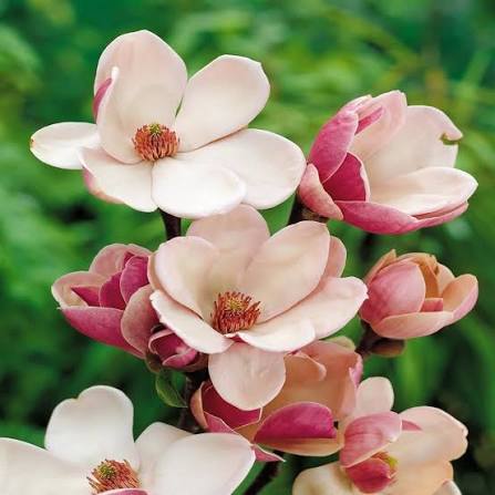 Magnólia ´Satisfaction´50-60cm, kont. 5L image