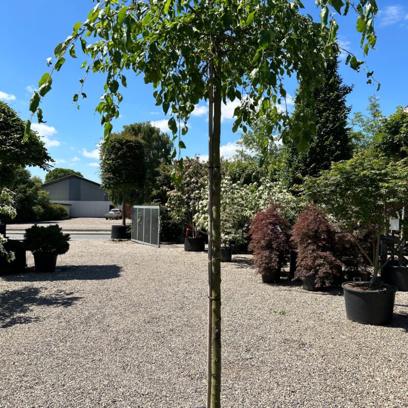 Jabloň okrasná ´Red Jade´ , 220cm štep, obvod kmeňa 6/8cm. 15Lit. kont. image