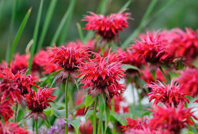Monarda  ´Cambridge Scarlet´ image
