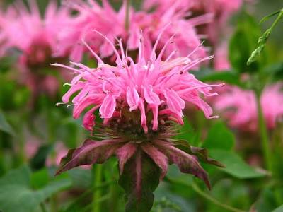 Monarda  ´Croftway Pink´ image