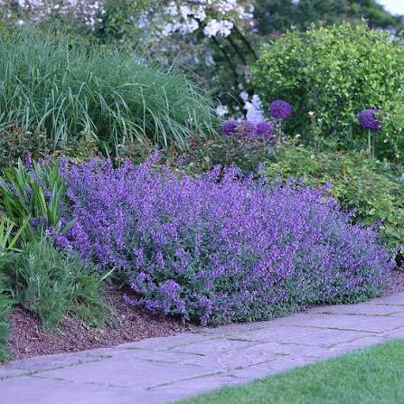 Kocúrnik 'Walker´s Low', kont. P9 image