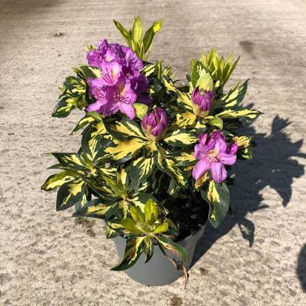 Rododendron 'Blattgold' 30-40cm, kont. 5L image