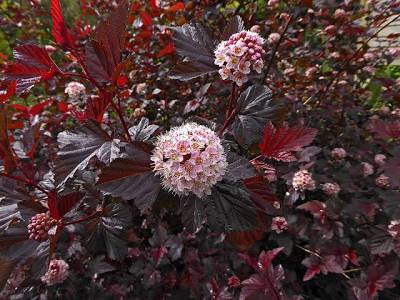 Tavoľa kalinolistá 'Diabolo' 30-40 cm, kont. 2L image