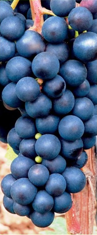 Vinič modrý stolový rezistentný bezsemenný VENUS', zemný bal image