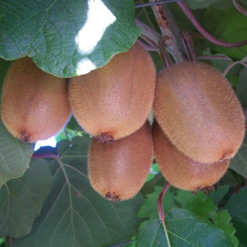 Actinidia (Kiwi) ´Zakarpacie´ 20-30cm, P9 image